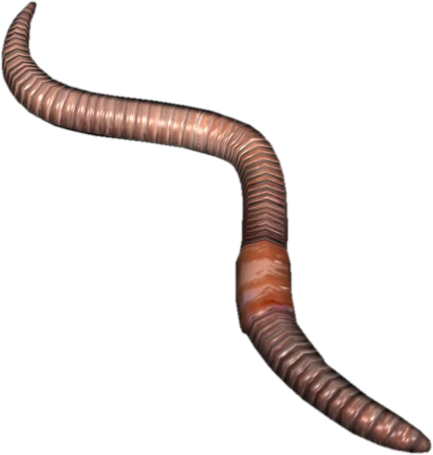 PNG Earthworm--617, PNG Earthworm - Free PNG