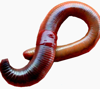 Astha Earthworms   Fishing Worms - Earthworm, Transparent background PNG HD thumbnail