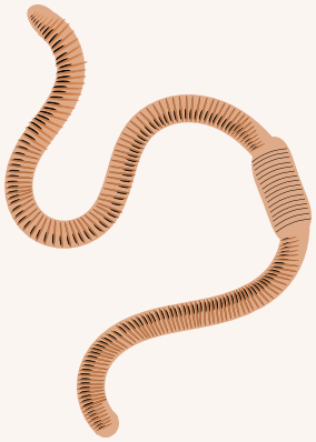Earthworm - Earthworm, Transparent background PNG HD thumbnail