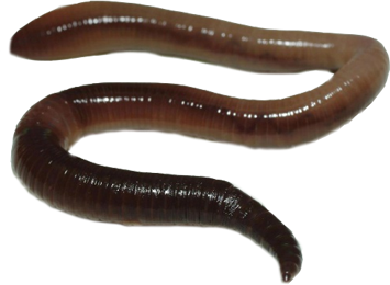 Earthworm - Earthworm, Transparent background PNG HD thumbnail