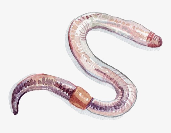 Earthworm, Hand Drawn Earthworm, Cartoon Earthworm Free Png Image - Earthworm, Transparent background PNG HD thumbnail