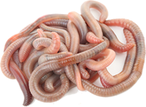 Astha Earthworms - Fishing Wo