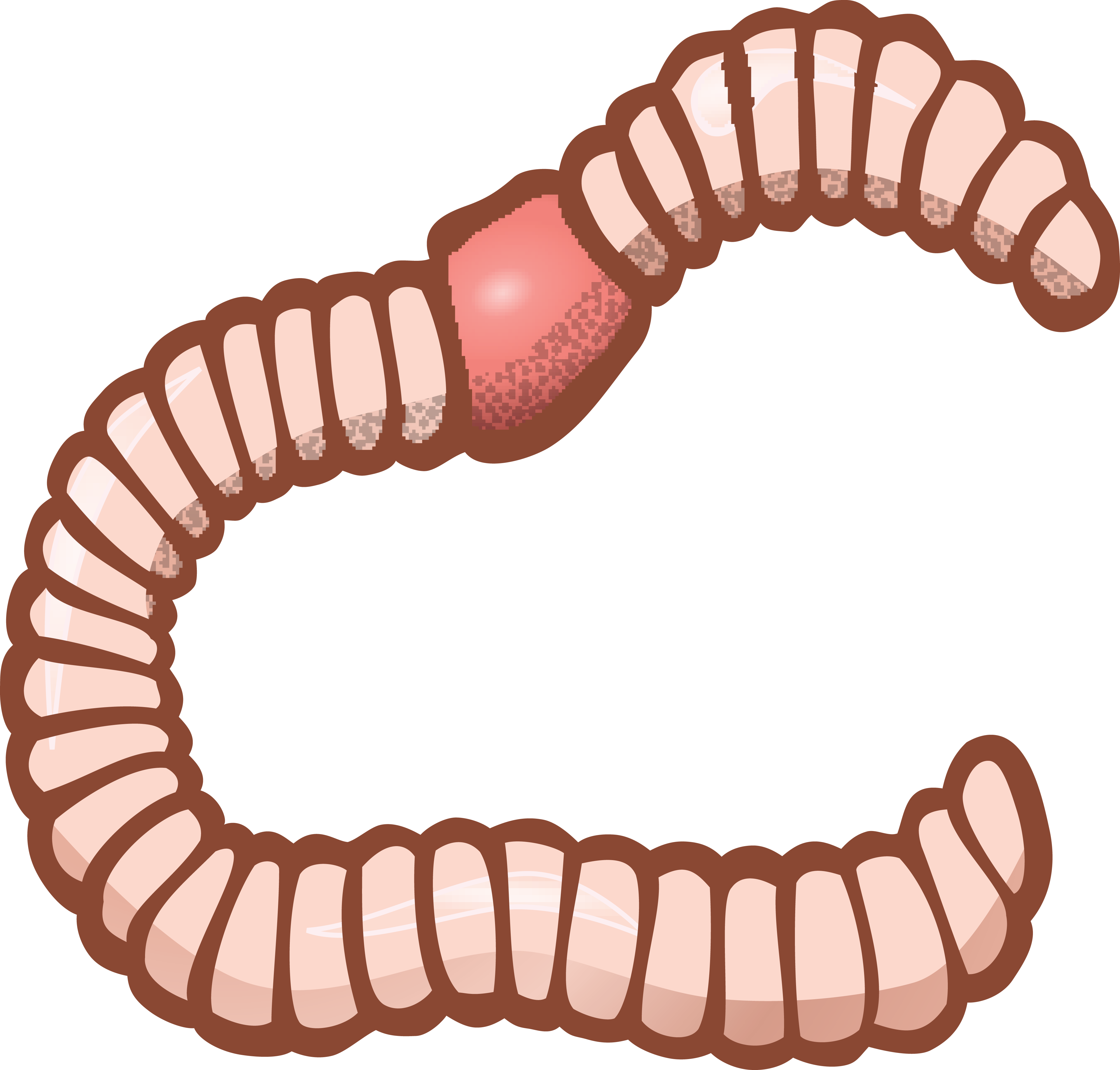 PNG Earthworm-PlusPNG.com-302