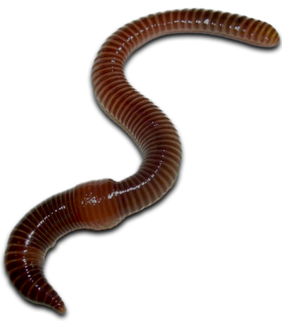 Premium Worm Castings - Earthworm, Transparent background PNG HD thumbnail