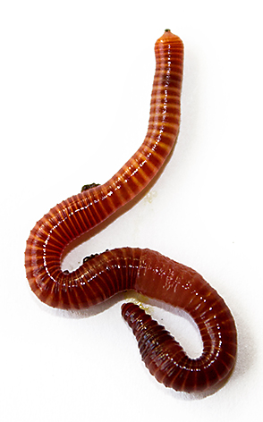Red Worm Features - Earthworm, Transparent background PNG HD thumbnail