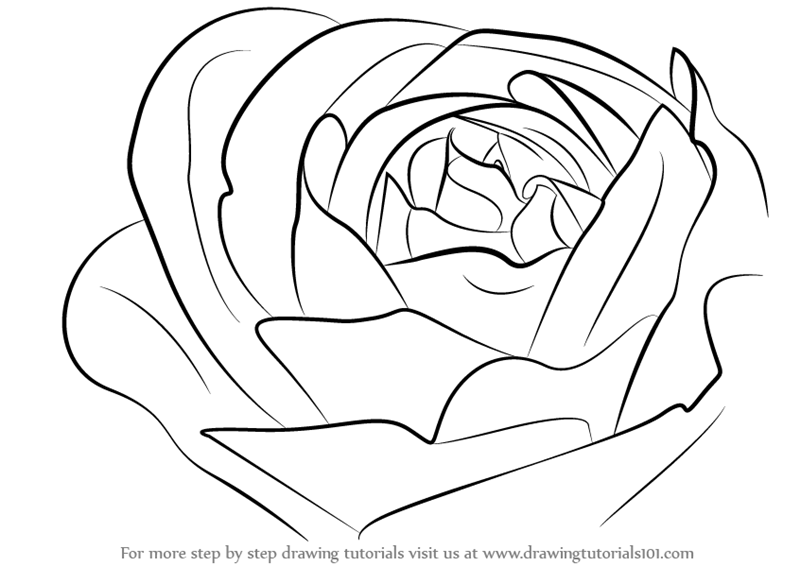 800X566 Drawn Bud Line Drawing - Easy To Draw, Transparent background PNG HD thumbnail