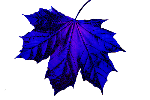 Blue Leaf.png (500×333) - Efterar, Transparent background PNG HD thumbnail