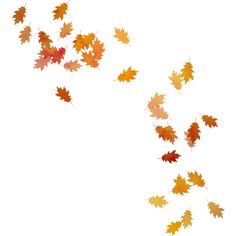 Png Fall Flowers - Priss_Flutteringleaves_Flutteringleaves1.png ❤ Liked On Polyvore Featuring Backgrounds, Fall, Autumn, Flowers,, Transparent background PNG HD thumbnail