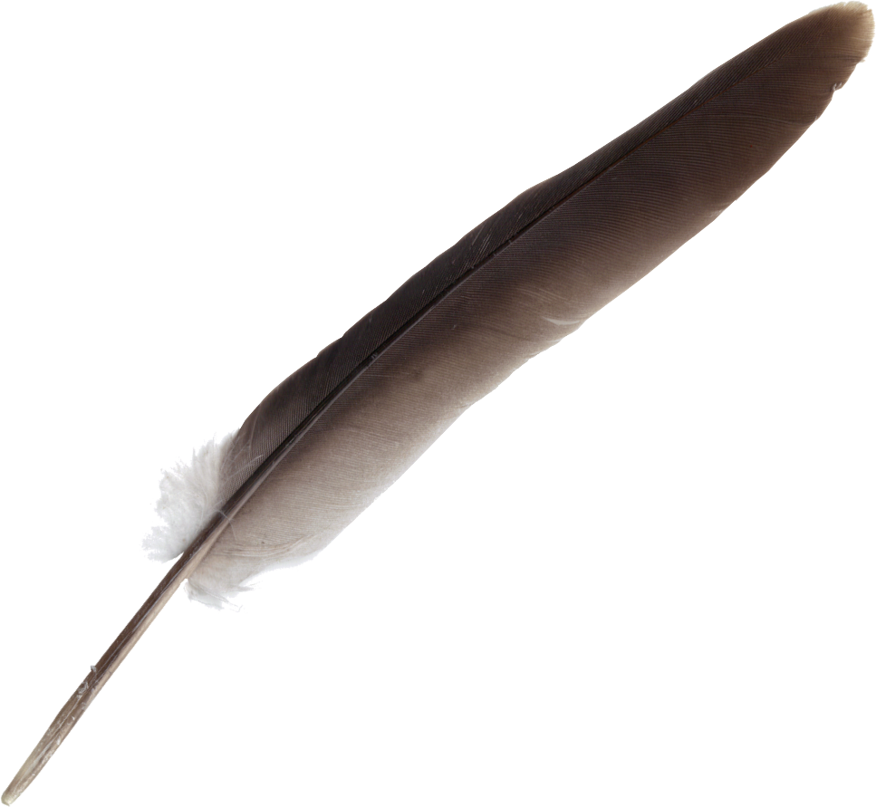 Free Download (Feather 3.png) - Feathers, Transparent background PNG HD thumbnail