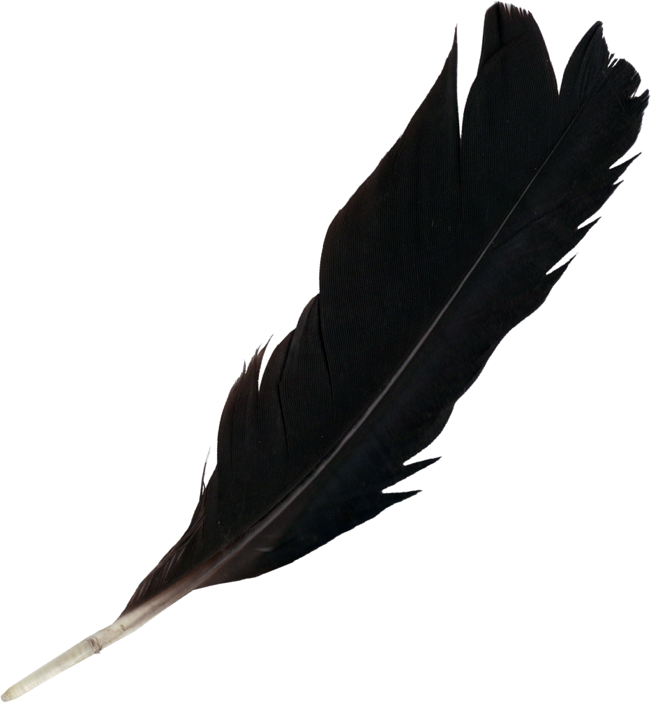 Free Download (Feather 4.png) - Feathers, Transparent background PNG HD thumbnail