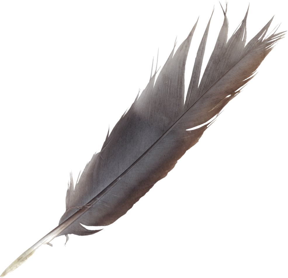 Free Download (Feather 6.png) - Feathers, Transparent background PNG HD thumbnail