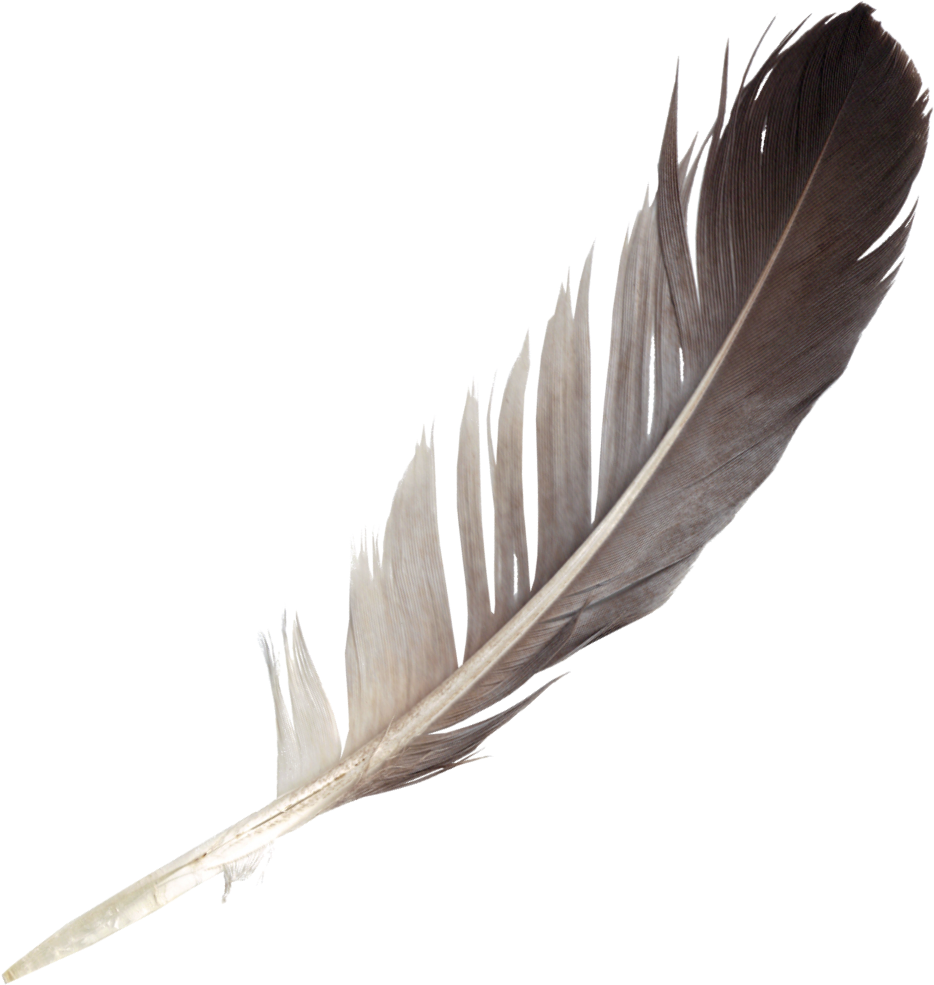 Free Download (Feather 7.png) - Feathers, Transparent background PNG HD thumbnail