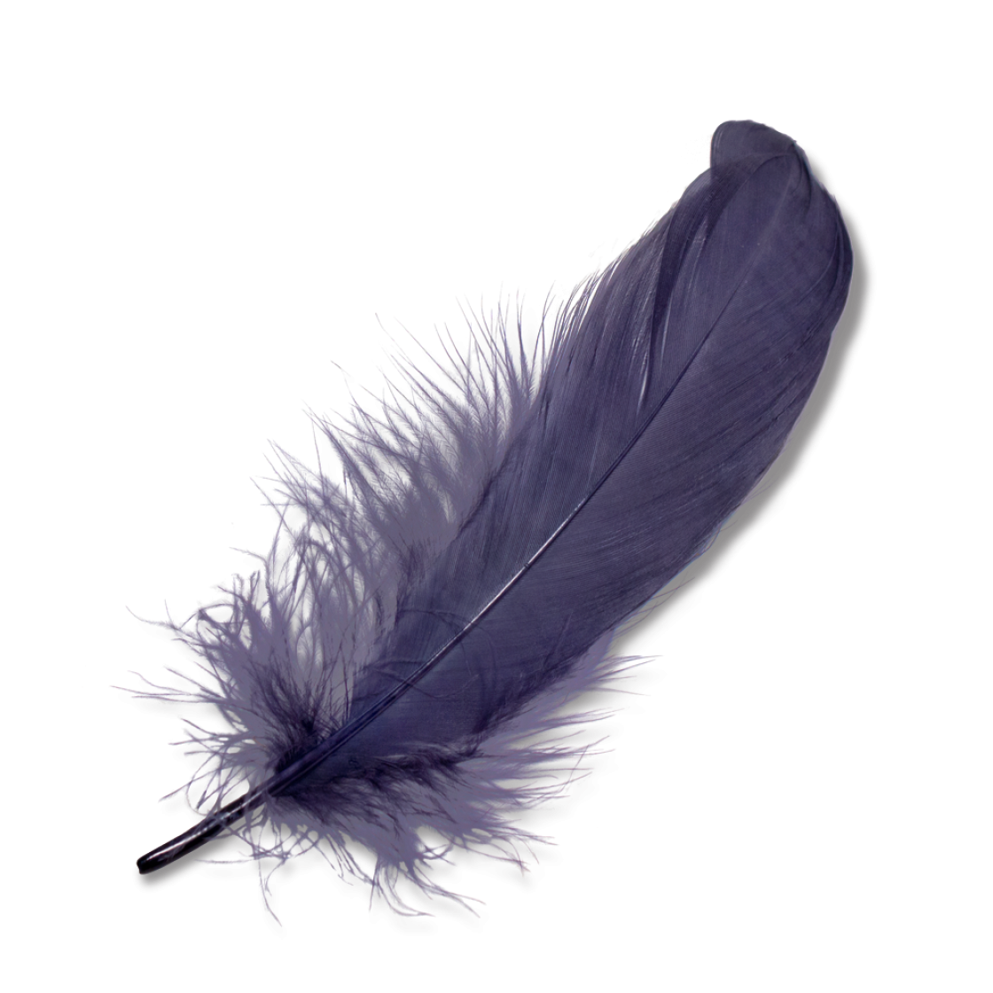 Prinia Feather | Goorin Bros. Hat Shop - Feathers, Transparent background PNG HD thumbnail