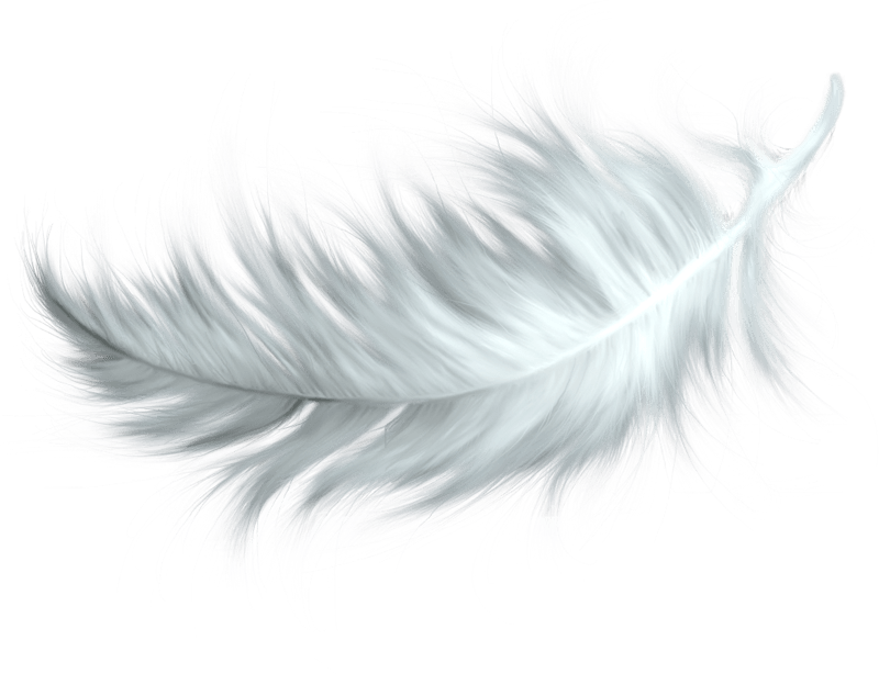 White Feather Transparent Png - Feathers, Transparent background PNG HD thumbnail