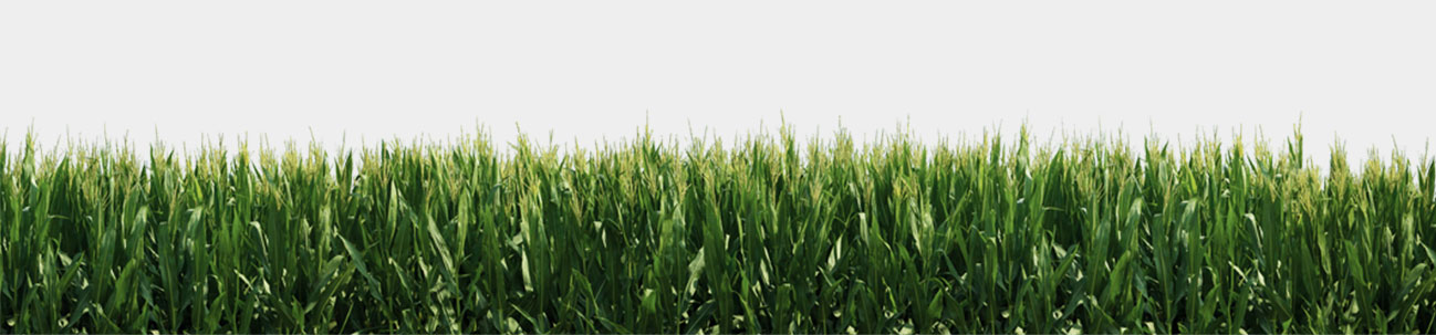 Green Grass PNG FILE - Use fr