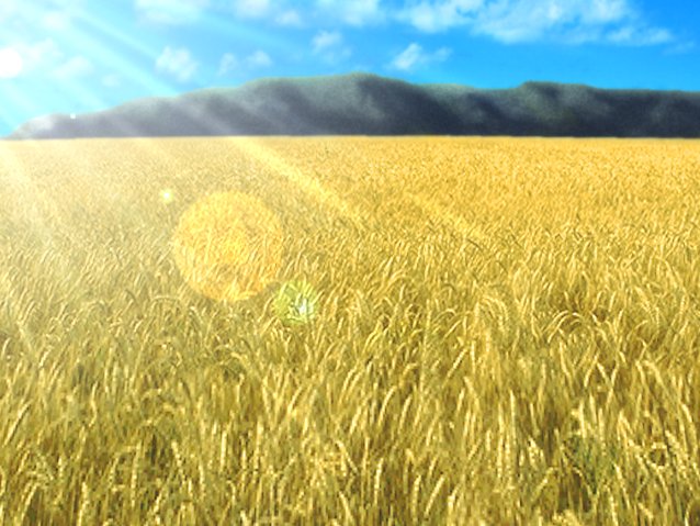 File:wheat Field.png - Field, Transparent background PNG HD thumbnail