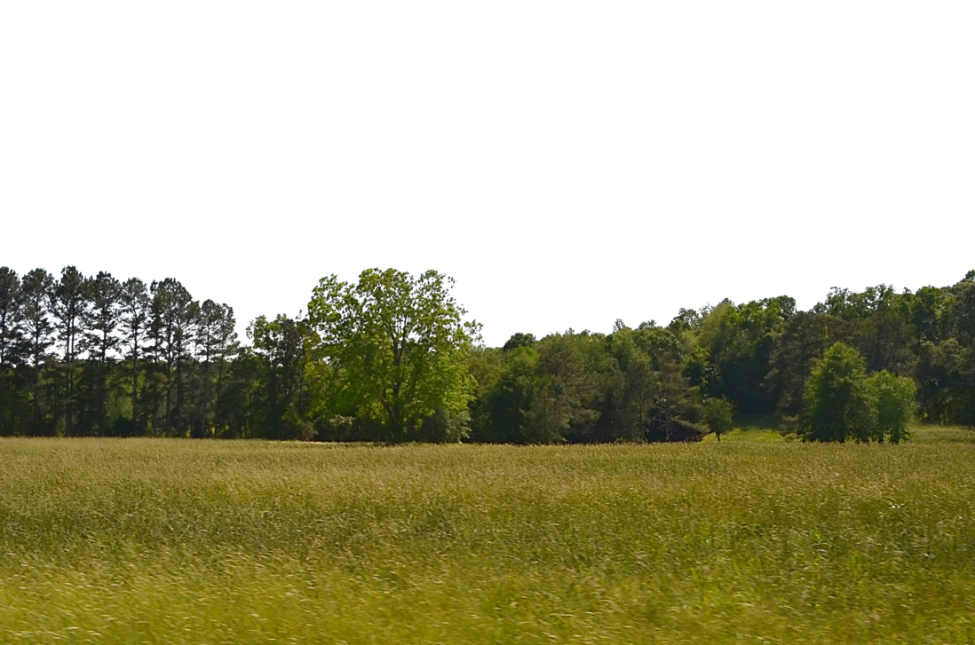 Grass Field Png by dabbex30 P
