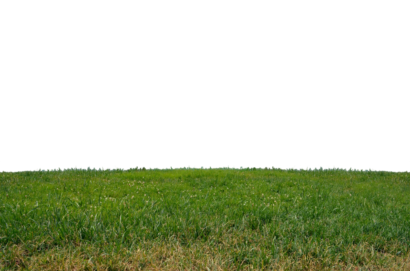 Green Grass PNG FILE - Use fr
