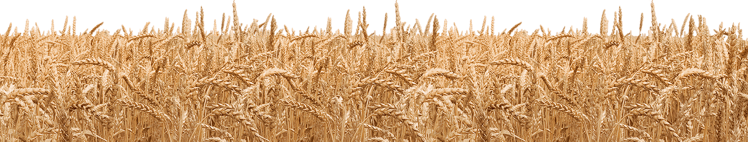 Wheat Png - Field, Transparent background PNG HD thumbnail