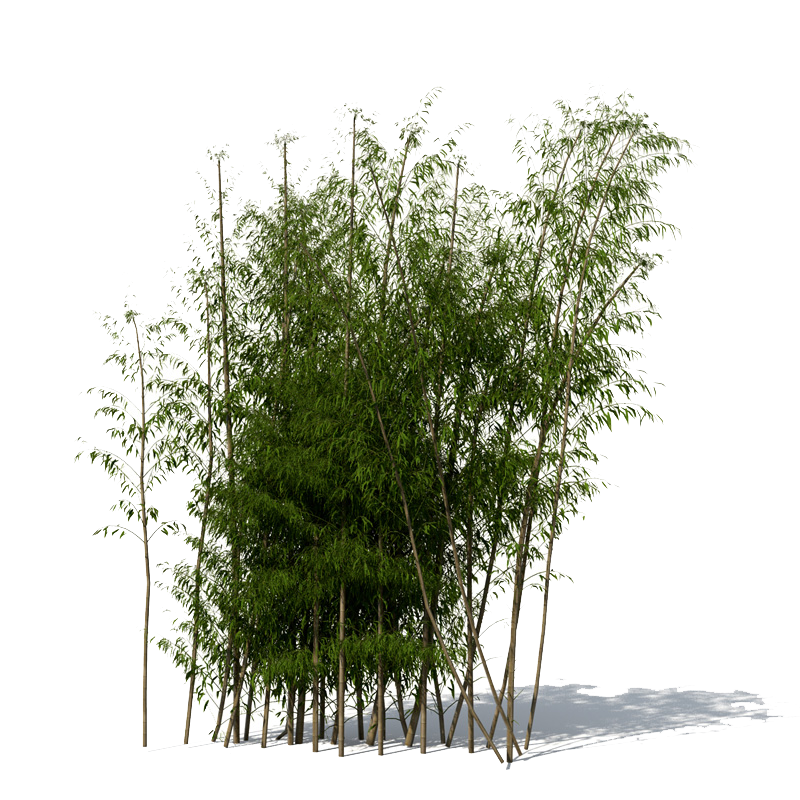 Png File Name: Bamboo Png File Dimension: 800X800. Image Type: .png. Posted On: Sep 17Th, 2016. Category: Nature Tags: Bamboo - Bamboo, Transparent background PNG HD thumbnail