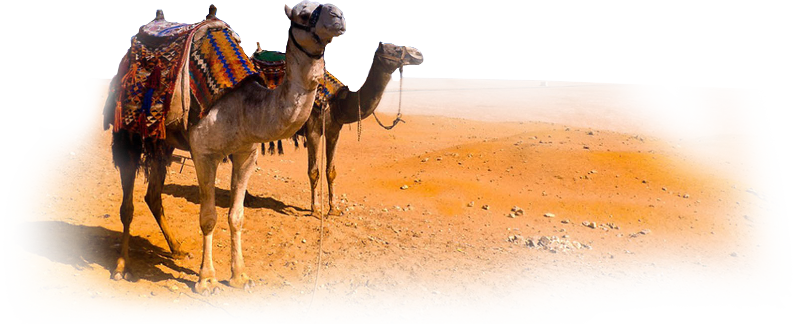 Png File Name: Camel Hdpng.com  - Camel, Transparent background PNG HD thumbnail