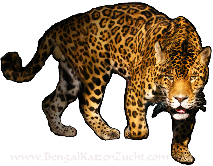 Png File Name: Leopard Hdpng.com  - Leopard, Transparent background PNG HD thumbnail