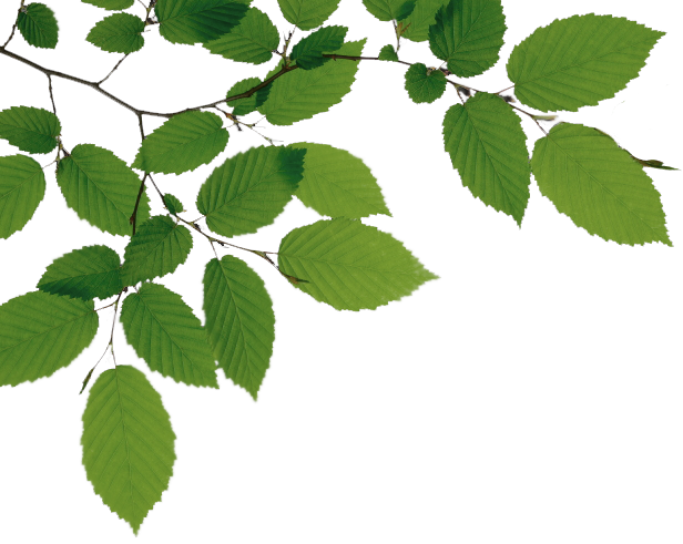 Png File Name: Tree Branch Hdpng.com  - Branch, Transparent background PNG HD thumbnail