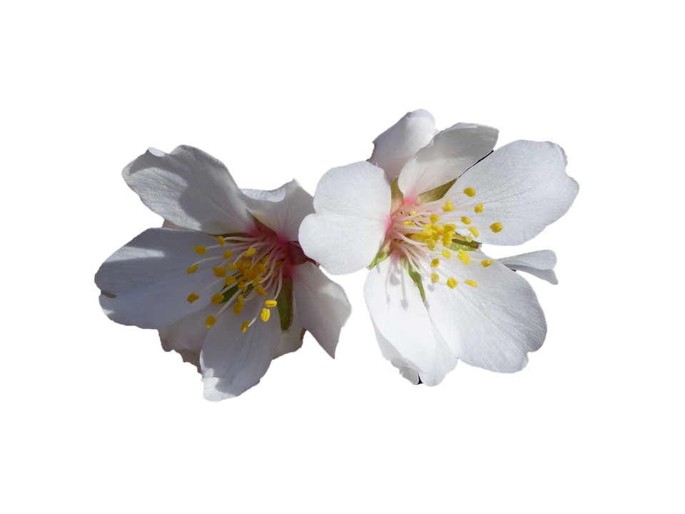 mandorlo fiori bianchi natura