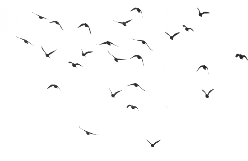 Flock of Birds png by kasirun