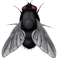 Fly Png Image Png Image - Fly, Transparent background PNG HD thumbnail