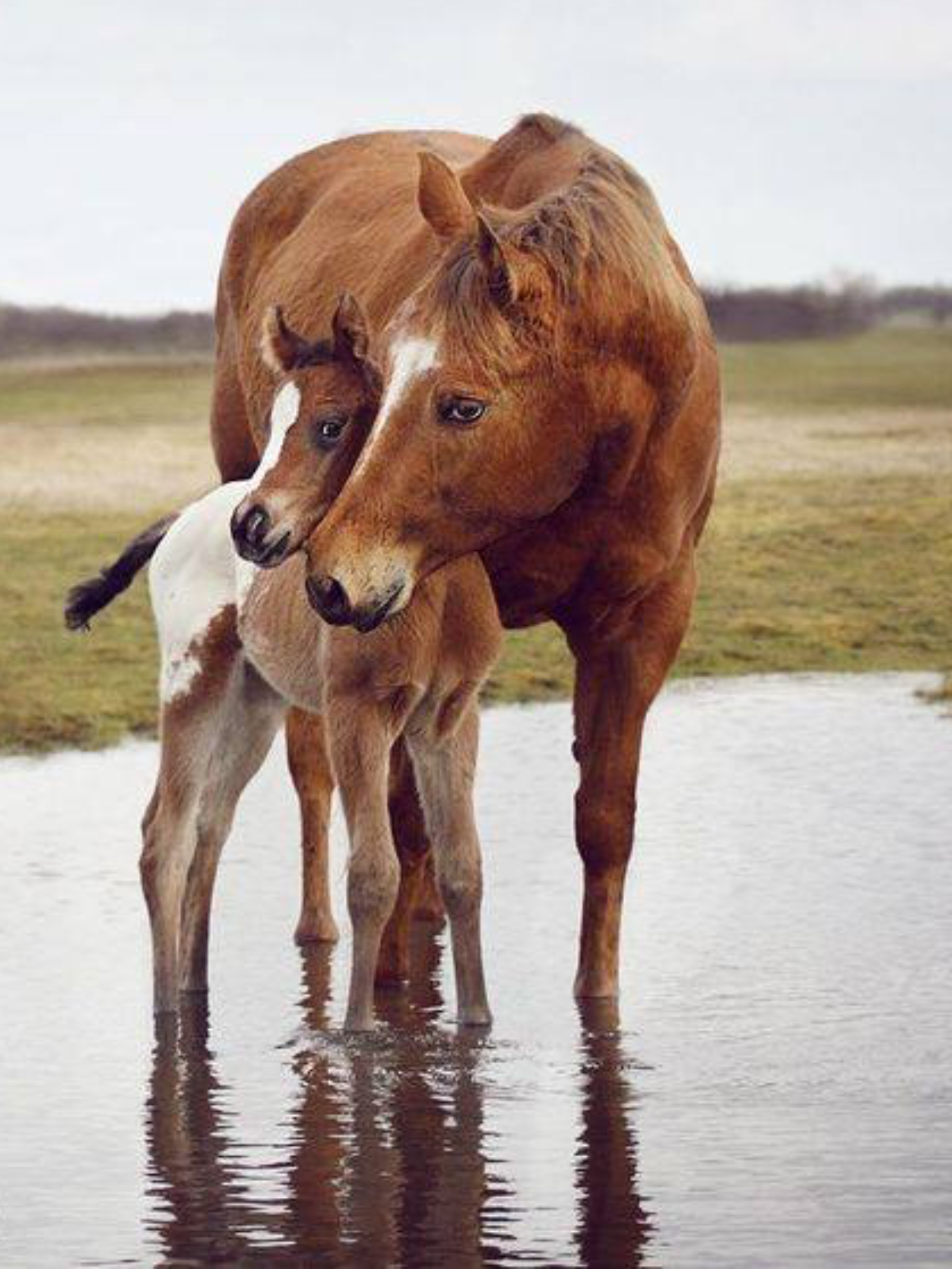 Im Wasser Kuschelt Dieses Pferd Mit Dem Fohlen. #apassionata | Free Spirits, Horses❤ | Pinterest | Horse, Animal And Funny Animal - Fohlen, Transparent background PNG HD thumbnail