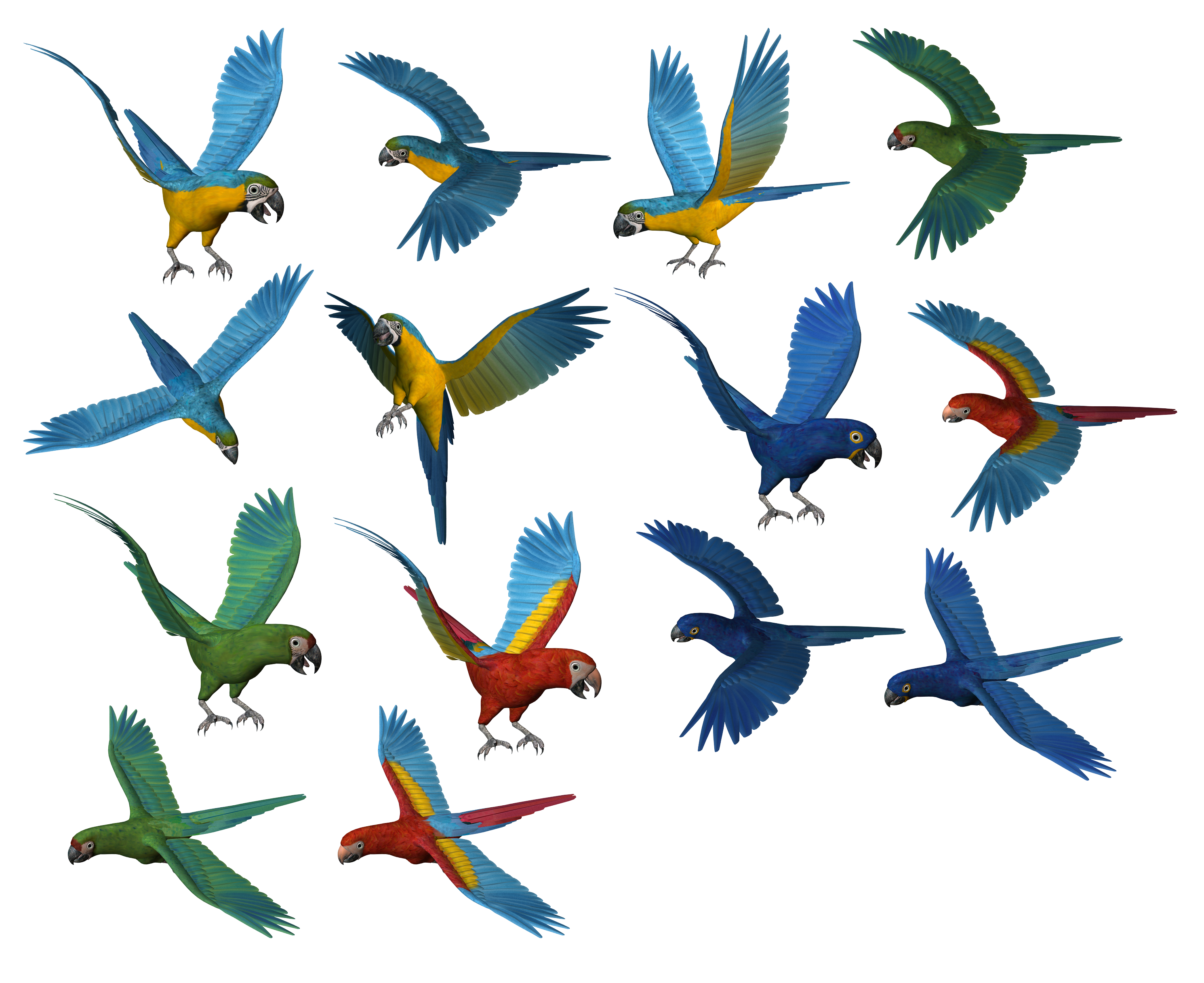 Parrot Png Images, Free Download - Download, Transparent background PNG HD thumbnail