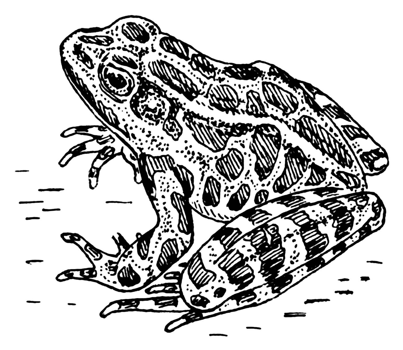 File:frog (Psf).png - Frog Black And White, Transparent background PNG HD thumbnail