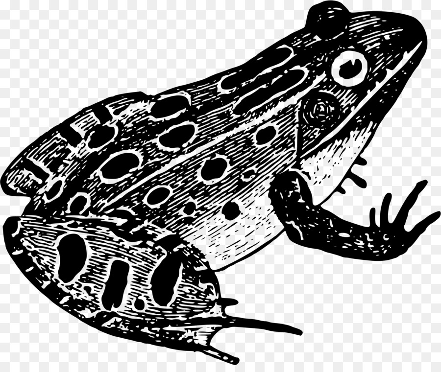 Frog Black And White Drawing Amphibian   Leopard - Frog Black And White, Transparent background PNG HD thumbnail