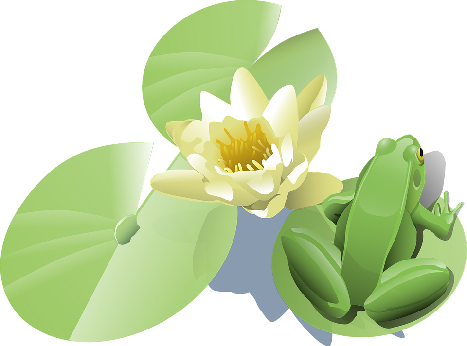 Lily Pad Frog Lotus Flower Waterlily Bullfrog - Frog On Lily Pad, Transparent background PNG HD thumbnail