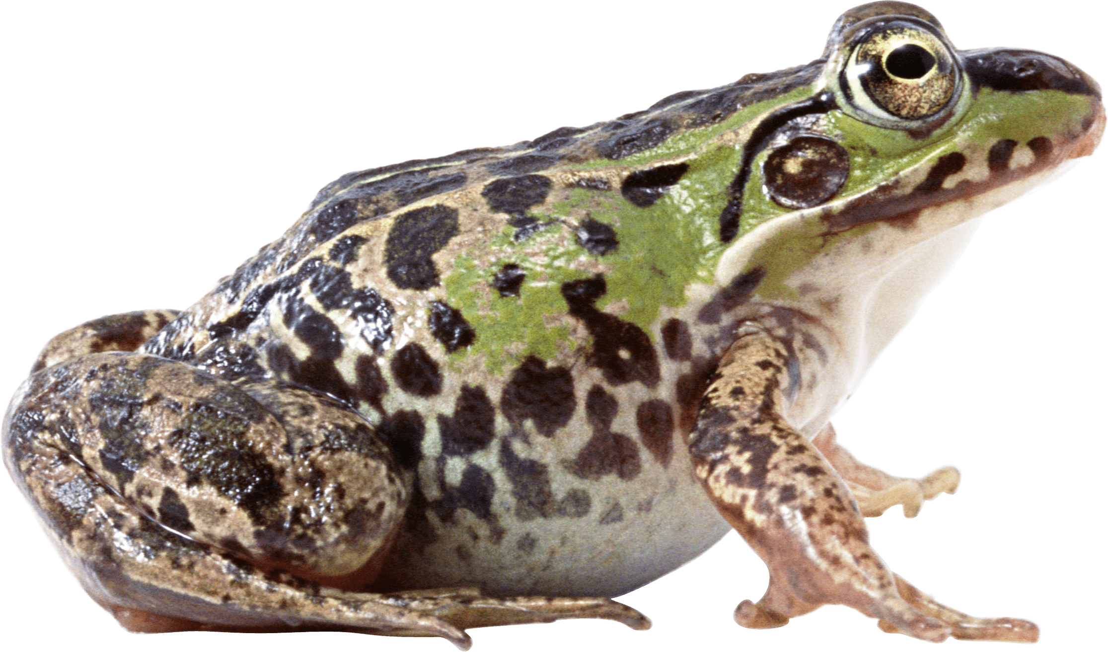 Free Frog Png Results