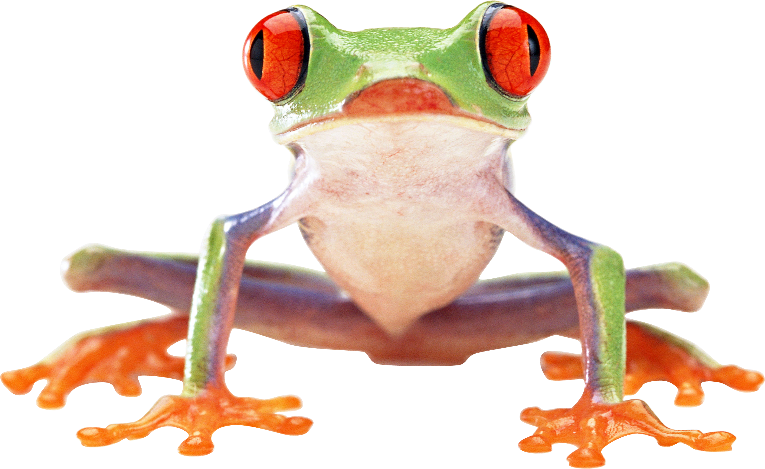 Free Frog Png Results - Frogs, Transparent background PNG HD thumbnail
