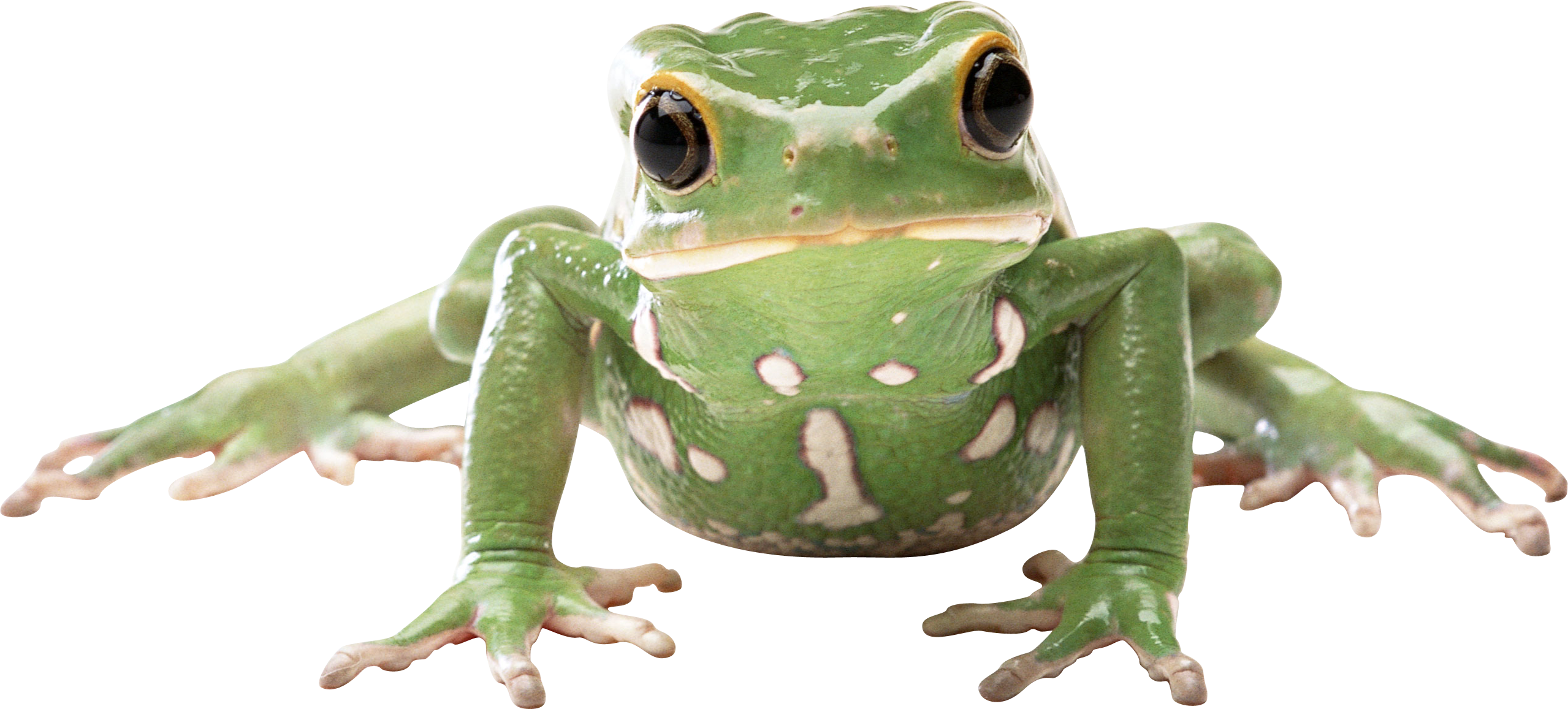 Frog PNG File