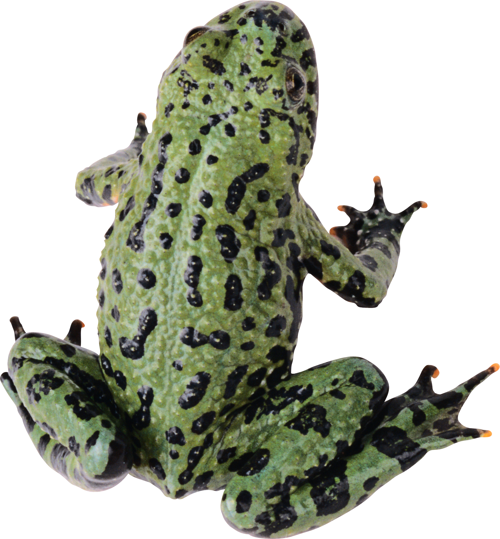 Frog Png - Frogs, Transparent background PNG HD thumbnail
