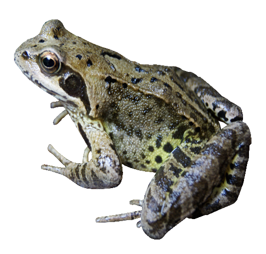 Frog Png File - Frogs, Transparent background PNG HD thumbnail