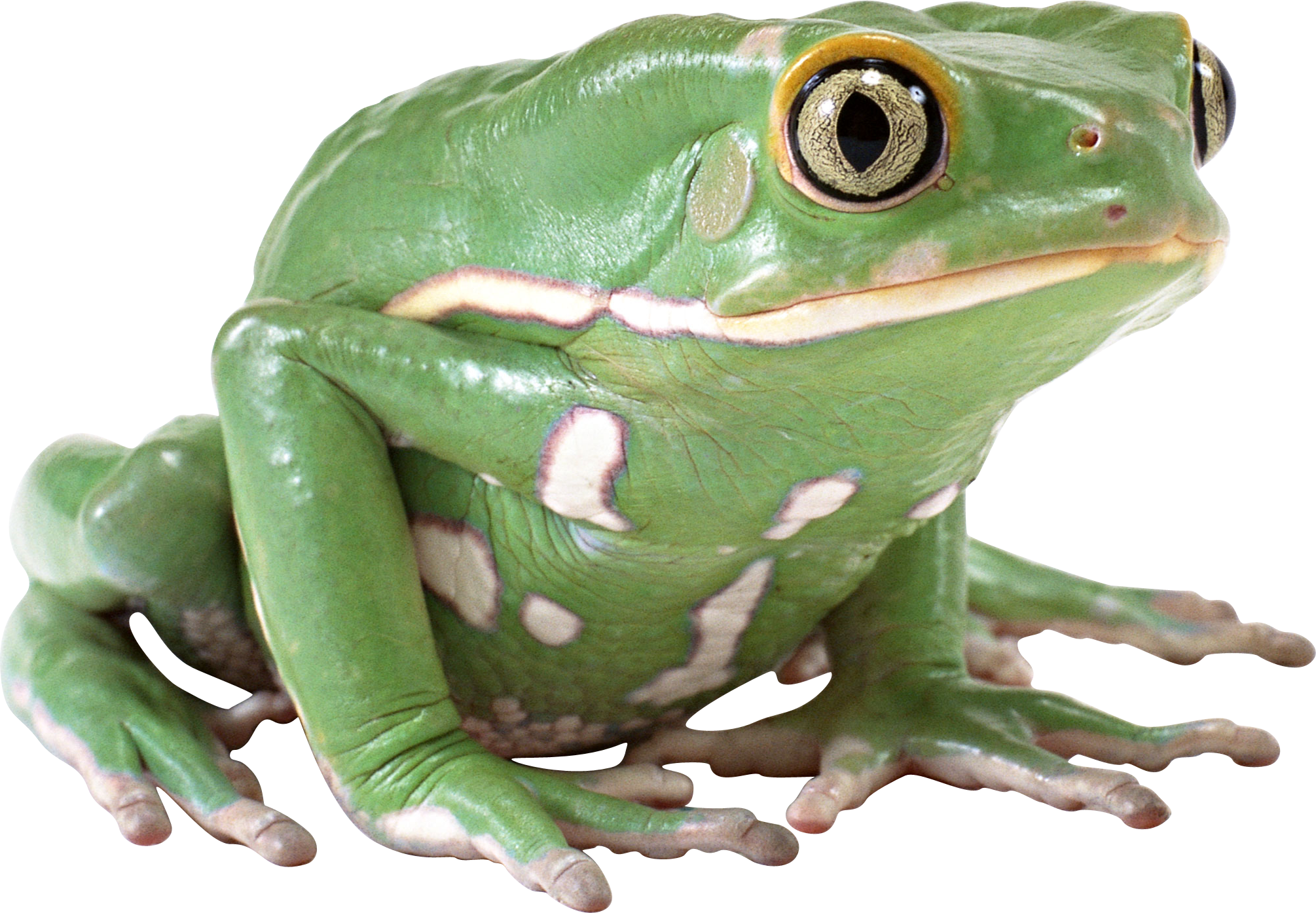 Vector cartoon frog prince Fr