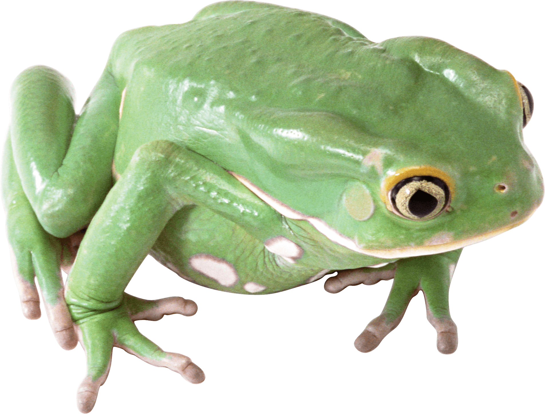 Frog Png Image Png Image - Frogs, Transparent background PNG HD thumbnail
