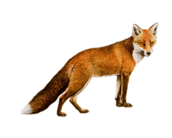 Related Wallpapers - Fuchs Kostenlos, Transparent background PNG HD thumbnail