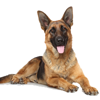 Png German Shepherd - How Active Are German Shepherds   Advice From Real German Shepherd Owners, Transparent background PNG HD thumbnail