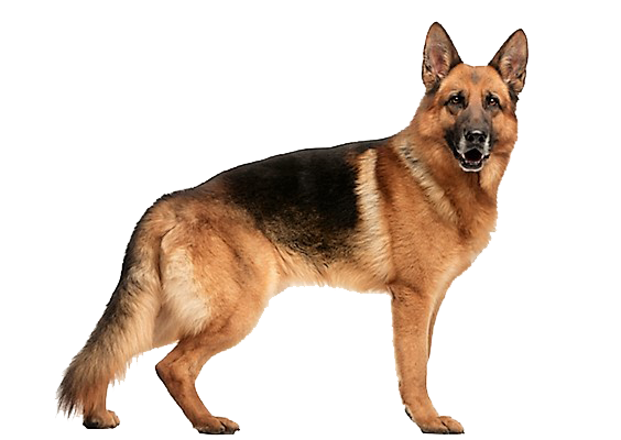 The German Shepherd Has The Appearance Of High Physical Capacity And Mental Alertness. German Shepherds Are Strong, Agile, Well Muscled Dogs That Are Longer Hdpng.com  - German Shepherd, Transparent background PNG HD thumbnail
