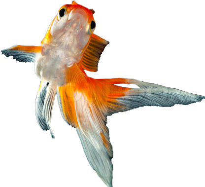 File:new Goldfish.png - Goldfish, Transparent background PNG HD thumbnail