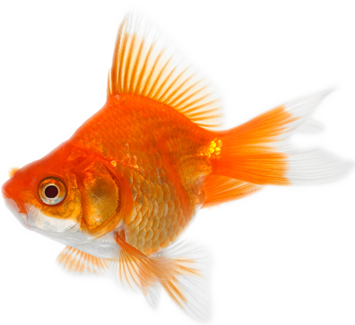 Fish Signs Of Water Quality Image #3913 - Goldfish, Transparent background PNG HD thumbnail