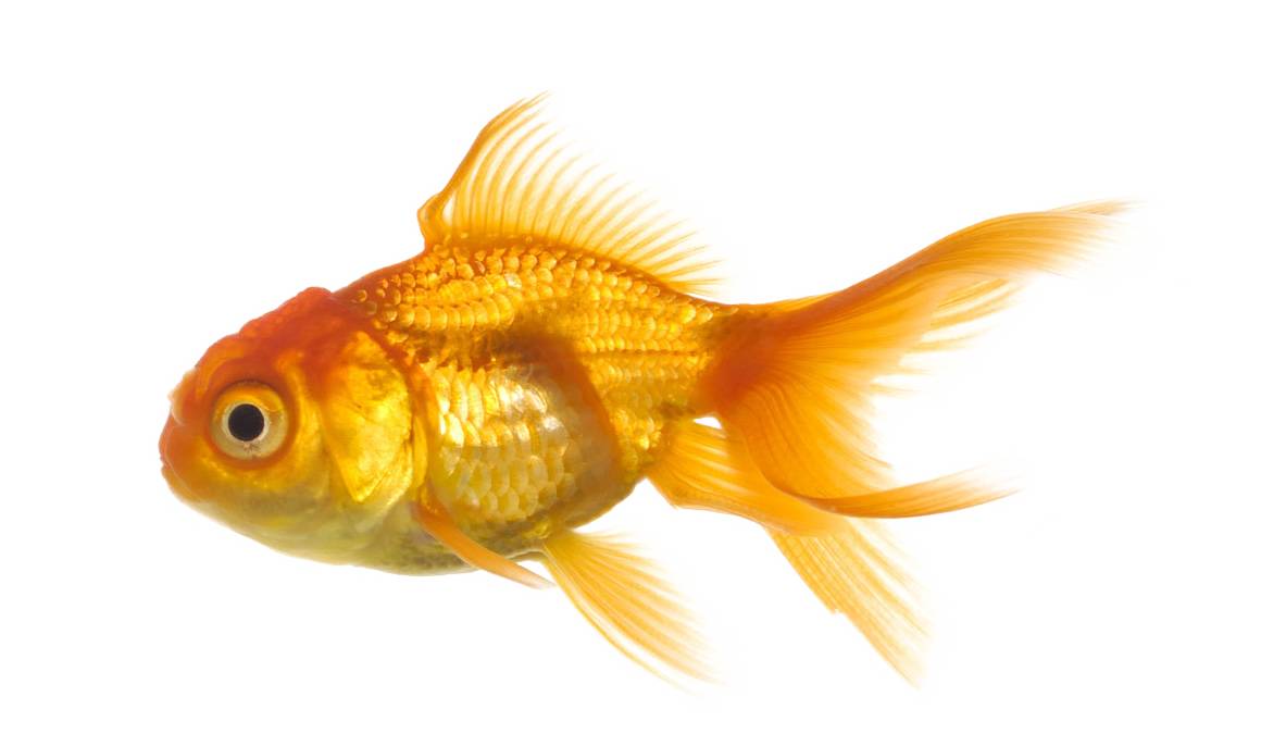Gold Fish Png Image - Goldfish, Transparent background PNG HD thumbnail