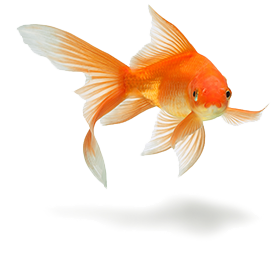 Goldfish - Goldfish, Transparent background PNG HD thumbnail
