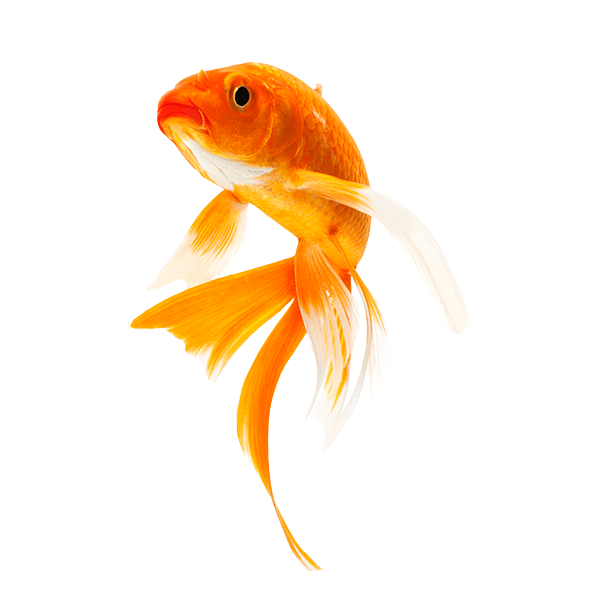 Goldfish - Goldfish, Transparent background PNG HD thumbnail